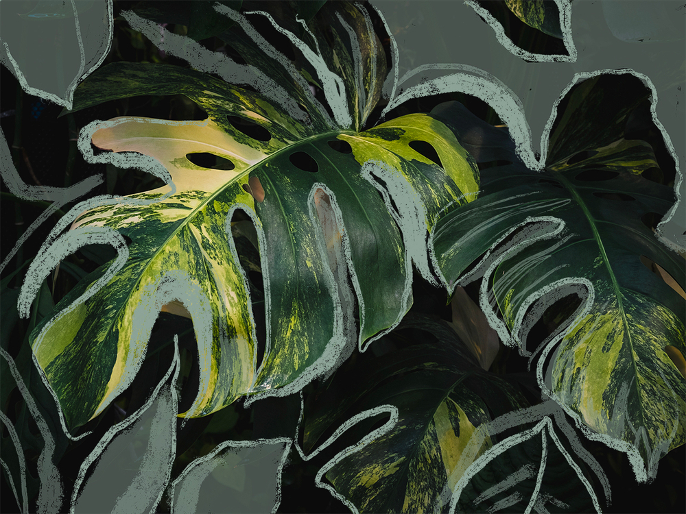 Коллекция GREENDAY 22