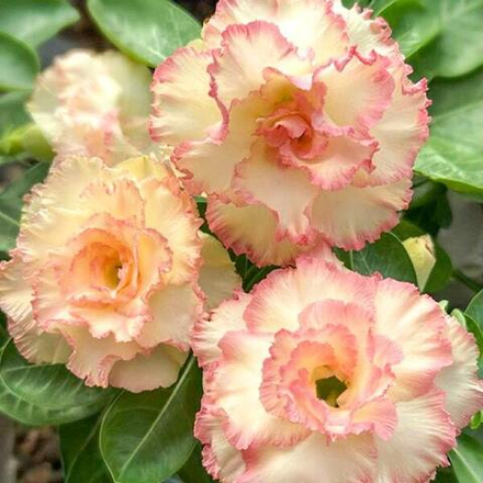 Адениум SOMALI