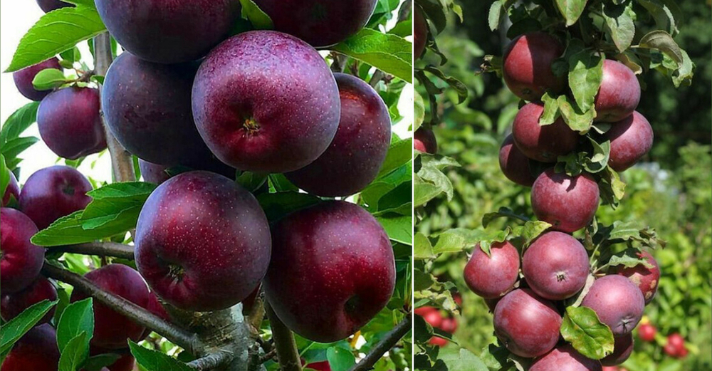 Саженец яблони колоновидной «Чёрный магнат» (Экзотика, Темноплодная)