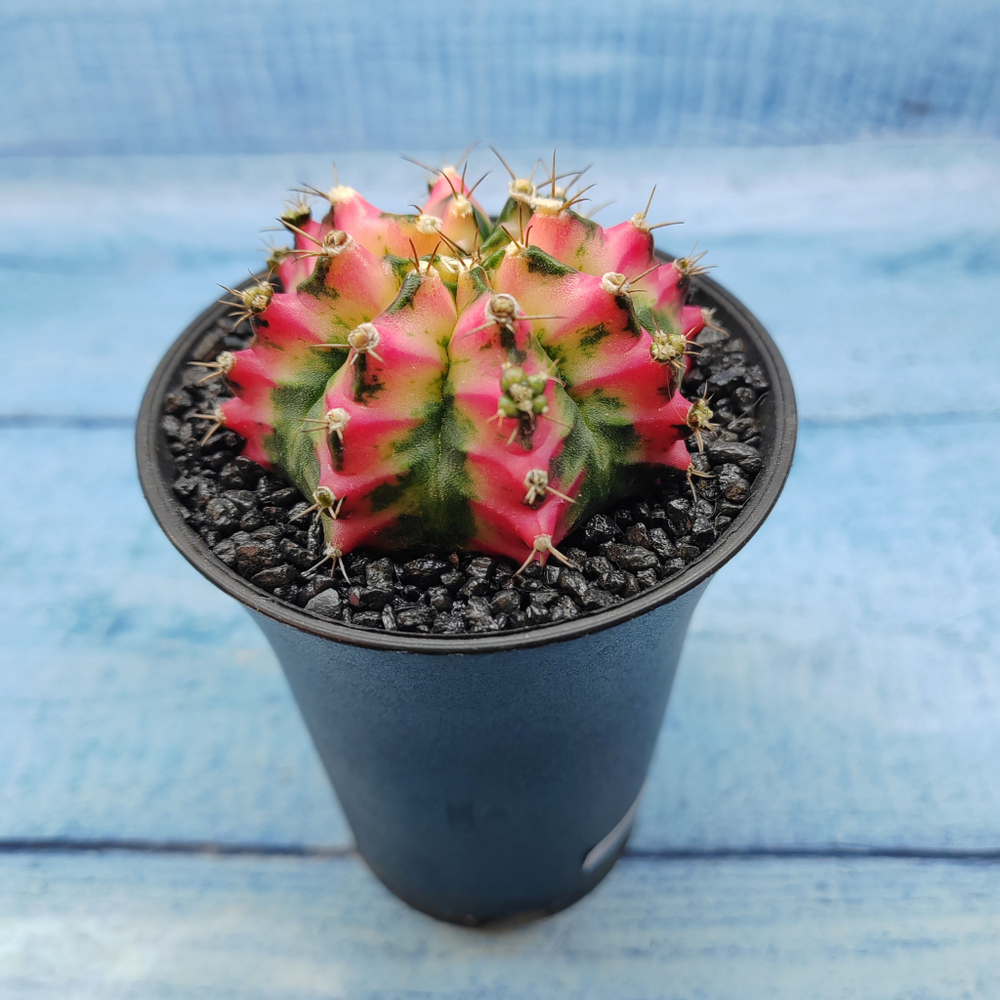 Gymnocalycium Variegata (Гимнокалициум Вариегатный)