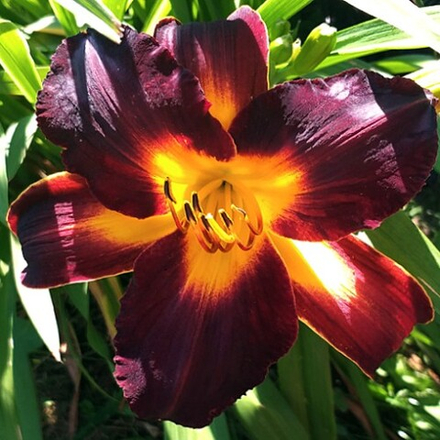 Лилейник Блэк Эммануэль С2