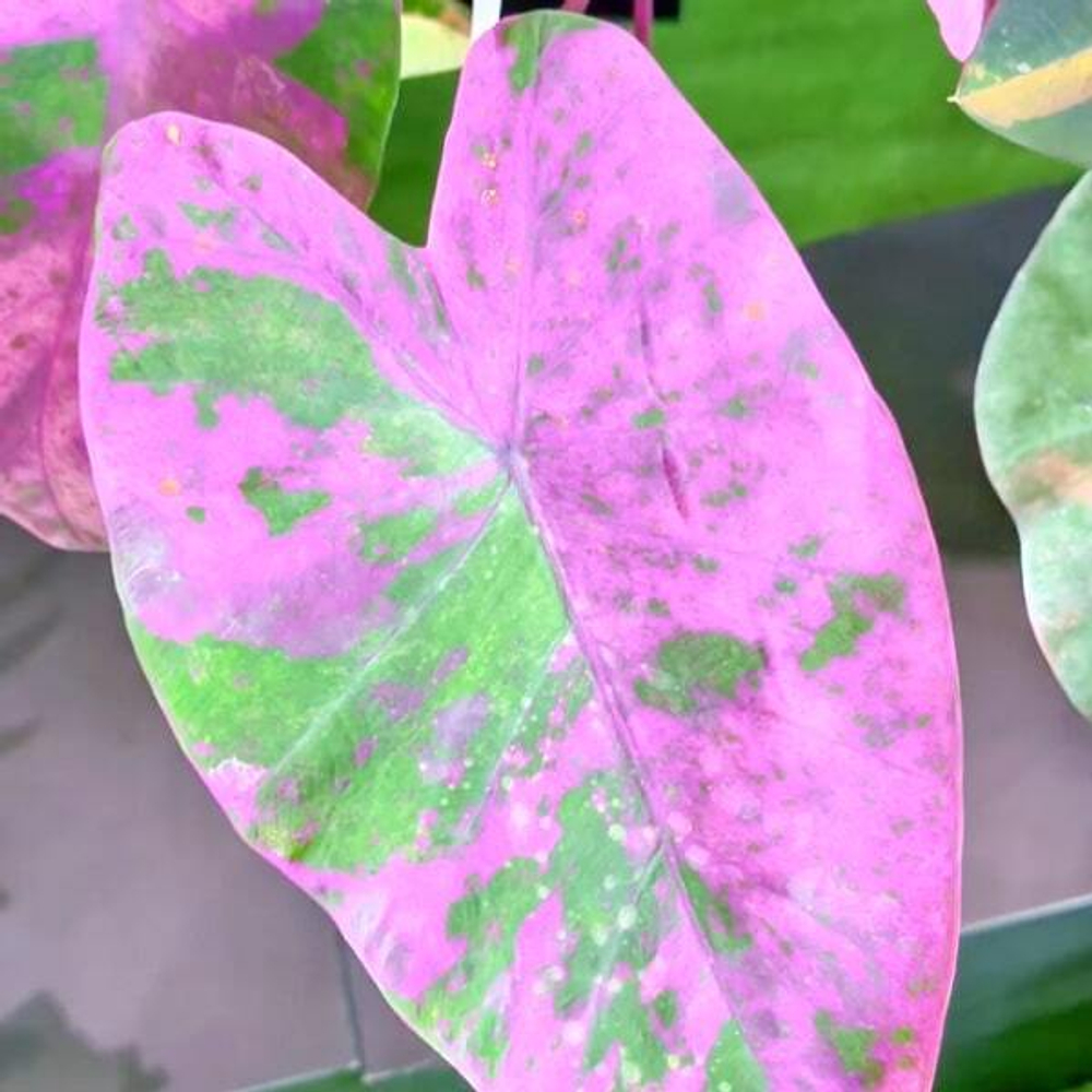 Колоказия PINK PALAZZO