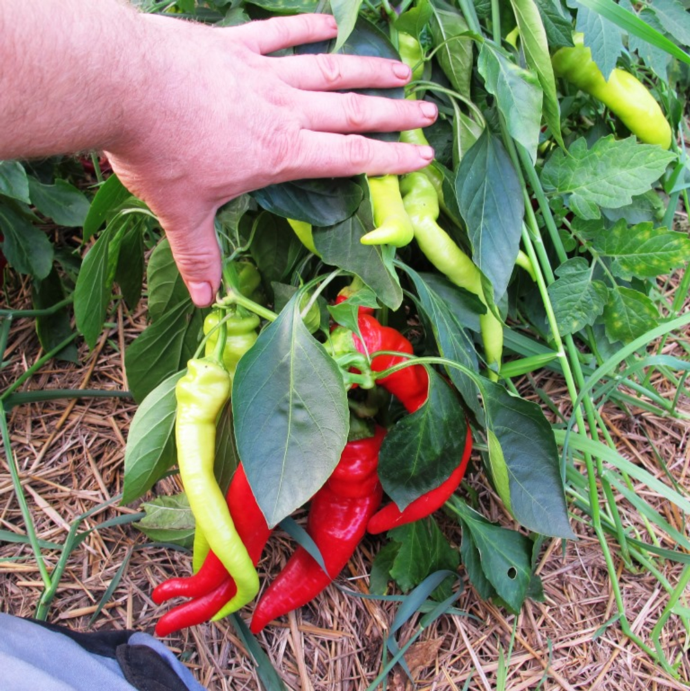 Перец из Болгарии Сиврия - Пипер Сиврия