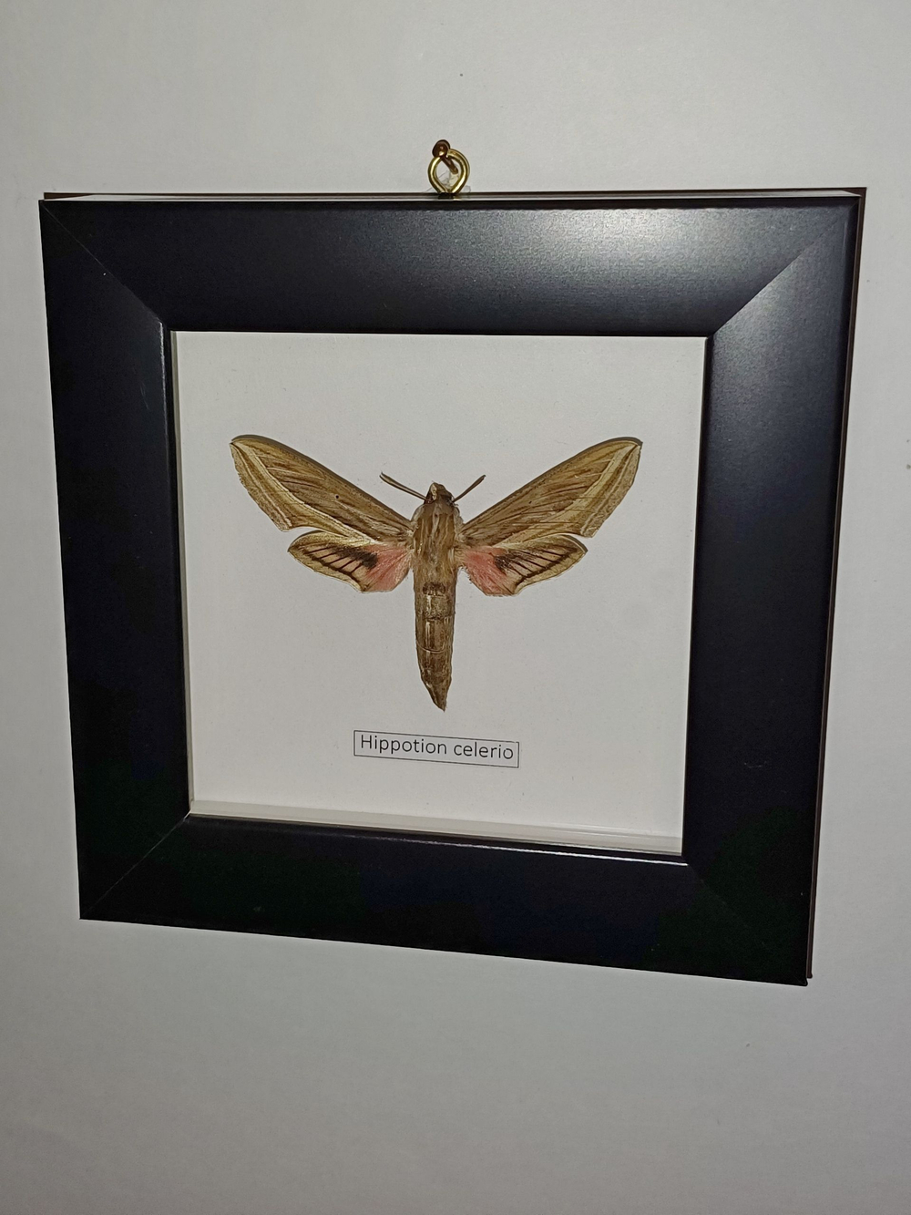 Большой винный бражник Hippotion celerio в рамке