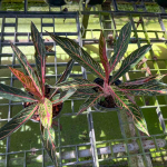 Аглаонема SUMATRA THUNDER