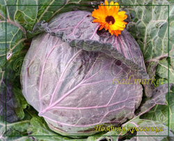 Капуста Краснокочанная Поздняя Красавица/Сем Алт/цп 0,3 гр.