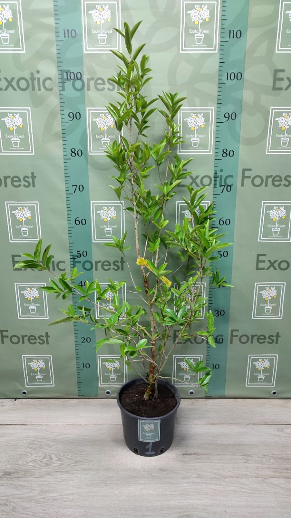 Eugenia Аggregata