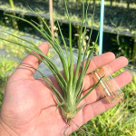 Тилландсия bulbosa x ionantha