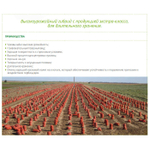 Миссисипи F1 семена лука репчатого (Seminis / Семинис)