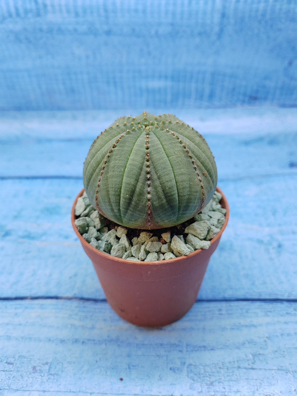 Euphorbia Obesa (Эуфорбия)