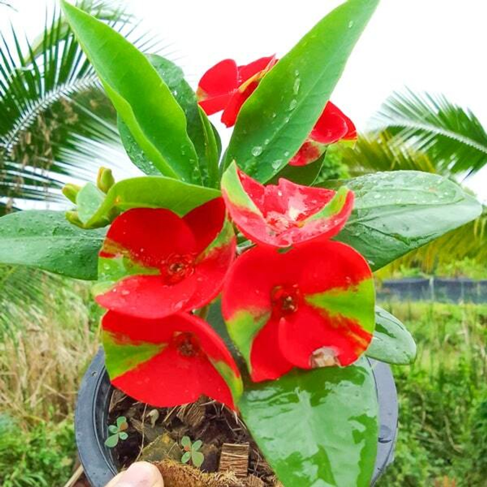 Эуфорбия Миля MAHA SEDTHEE