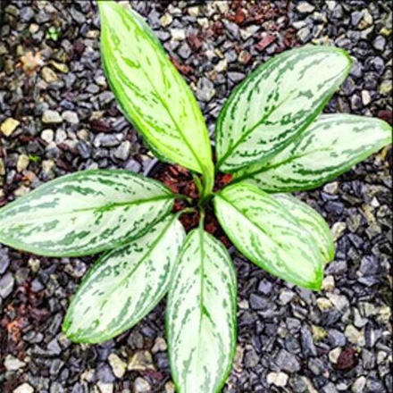 Аглаонема SEDTHEE PANLAN