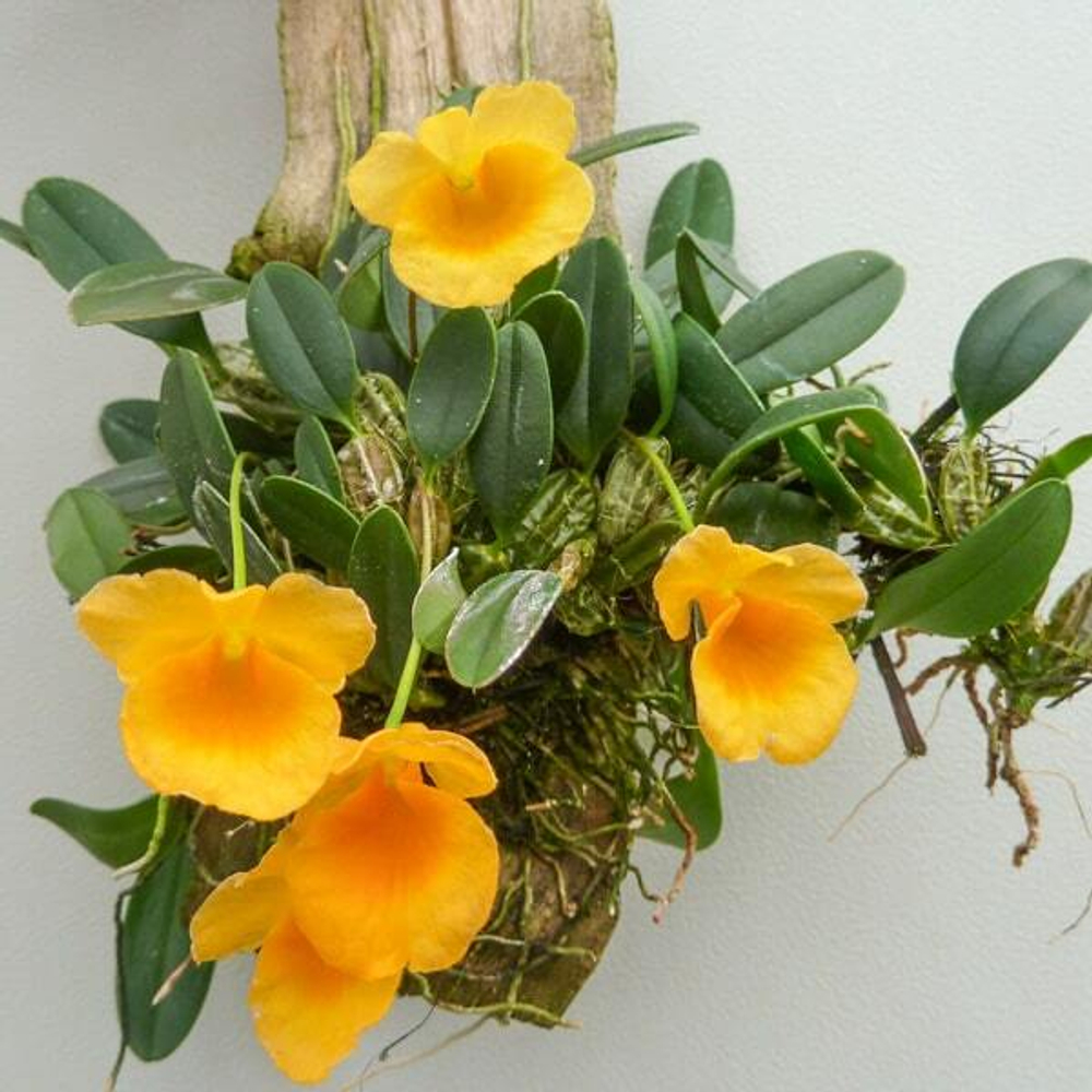 Орхидея DENDROBIUM JENKINSII