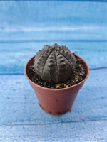 Euphorbia Obesa (Эуфорбия)