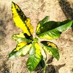 Кротон GOLDEN BALI
