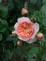 Роза чайно-гибридная Сурир дю Хавр