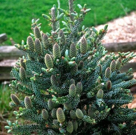 Пихта Silberlocke (Сильберлок) 42 см