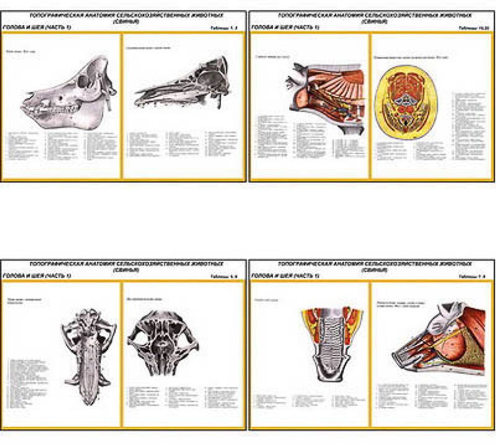 Плакаты ПРОФТЕХ &quot;Топограф. анатомия. Свинья. Голова и шея&quot; (11 пл, винил, 70х100)