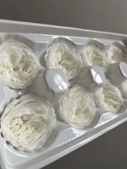 Роза пиновидная белая d=4-5 см (упак 8 шт)