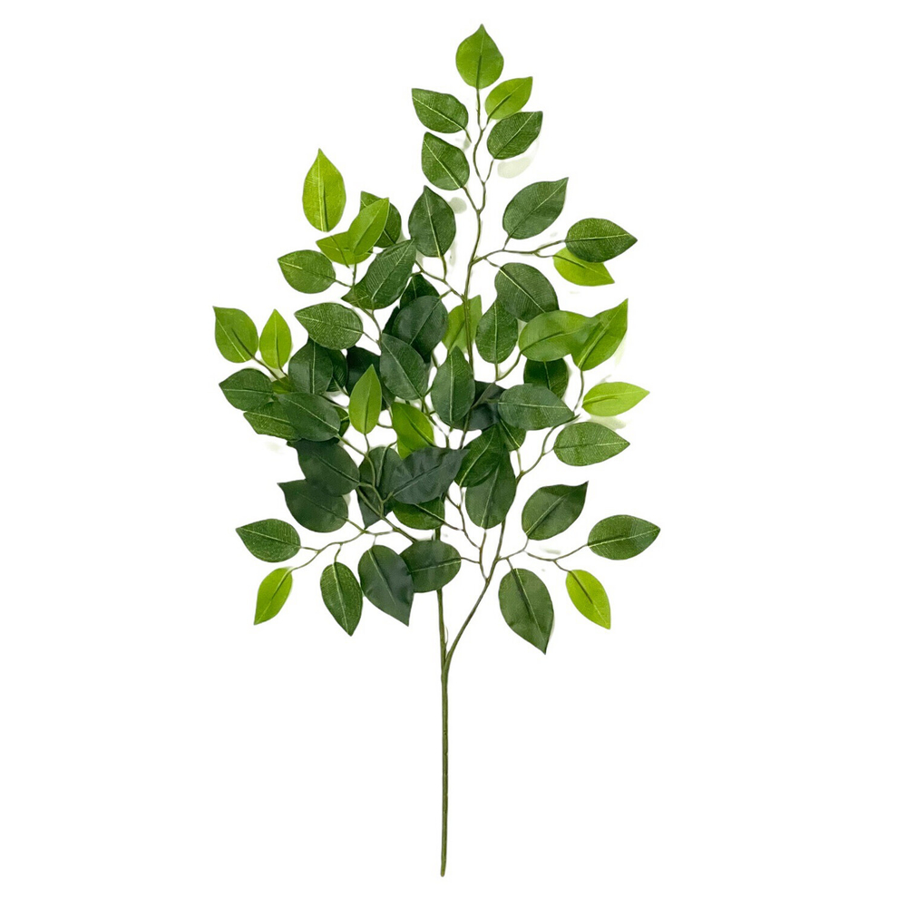 Фикус ветка 60 см