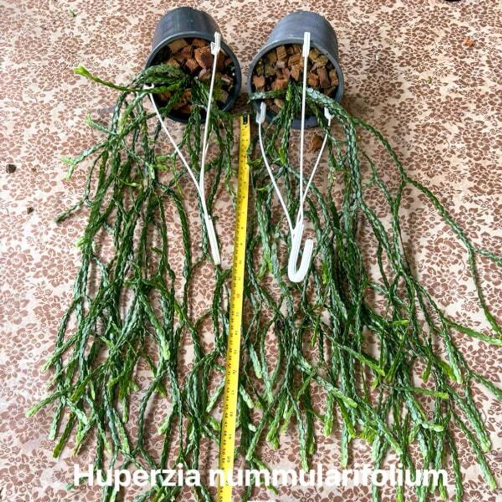 Хуперция H.NUMMILARIIFOLIA 5"
