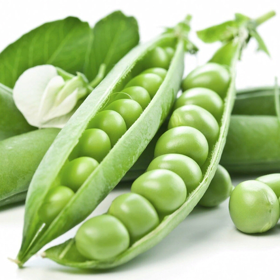 Преладо семена гороха (Syngenta / ALEXAGRO) культура – фото 4