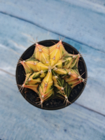 Gymnocalycium Variegata (Гимнокалициум Вариегатный)