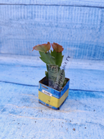 Schlumbergera cv. Sol Brazil (Шлюмбергера)