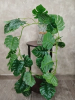 Лиана монстера 36 листьев, 1,8 м.