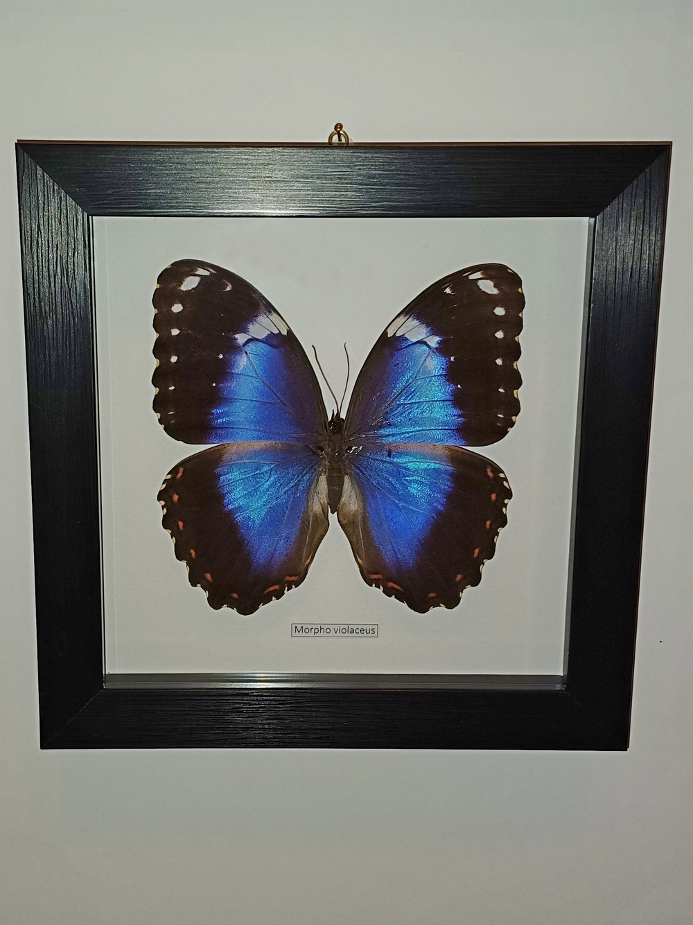 Бабочка Morpho violaceus самка в рамке