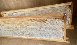 Мёд в сотах светлый