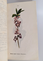 "Наши весенние цветы. Серия 1-3. Наши летние цветы. Серия 1-2". Д.Н.Кайгородов. 1915 г.