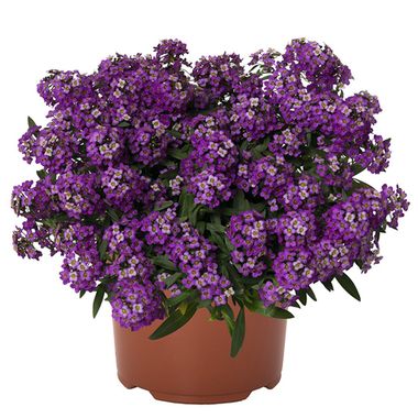 2417 АЛИССУМ YOLO PURPLE