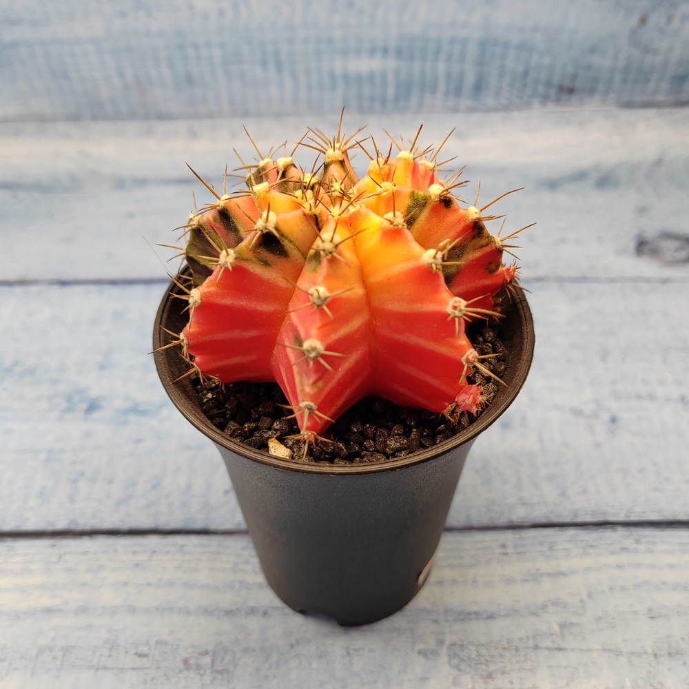 Gymnocalycium Variegata (Гимнокалициум Вариегатный)