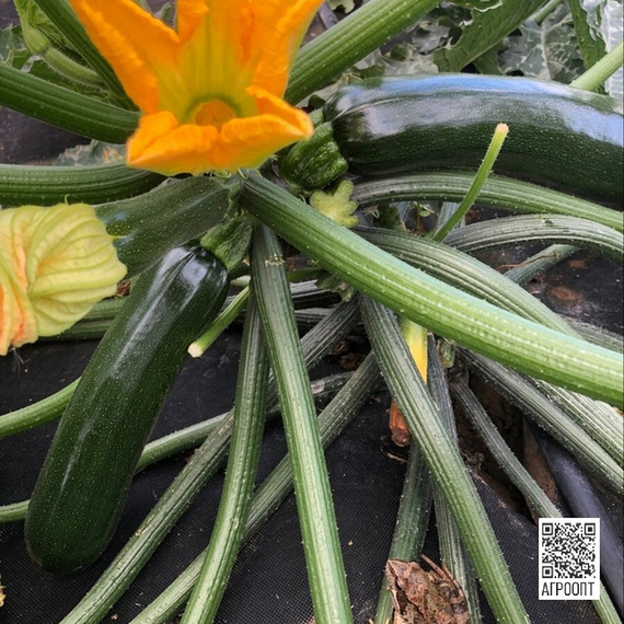 Калазина F1 семена кабачка (Rijk Zwaan / Райк Цваан) в поле – фото 2