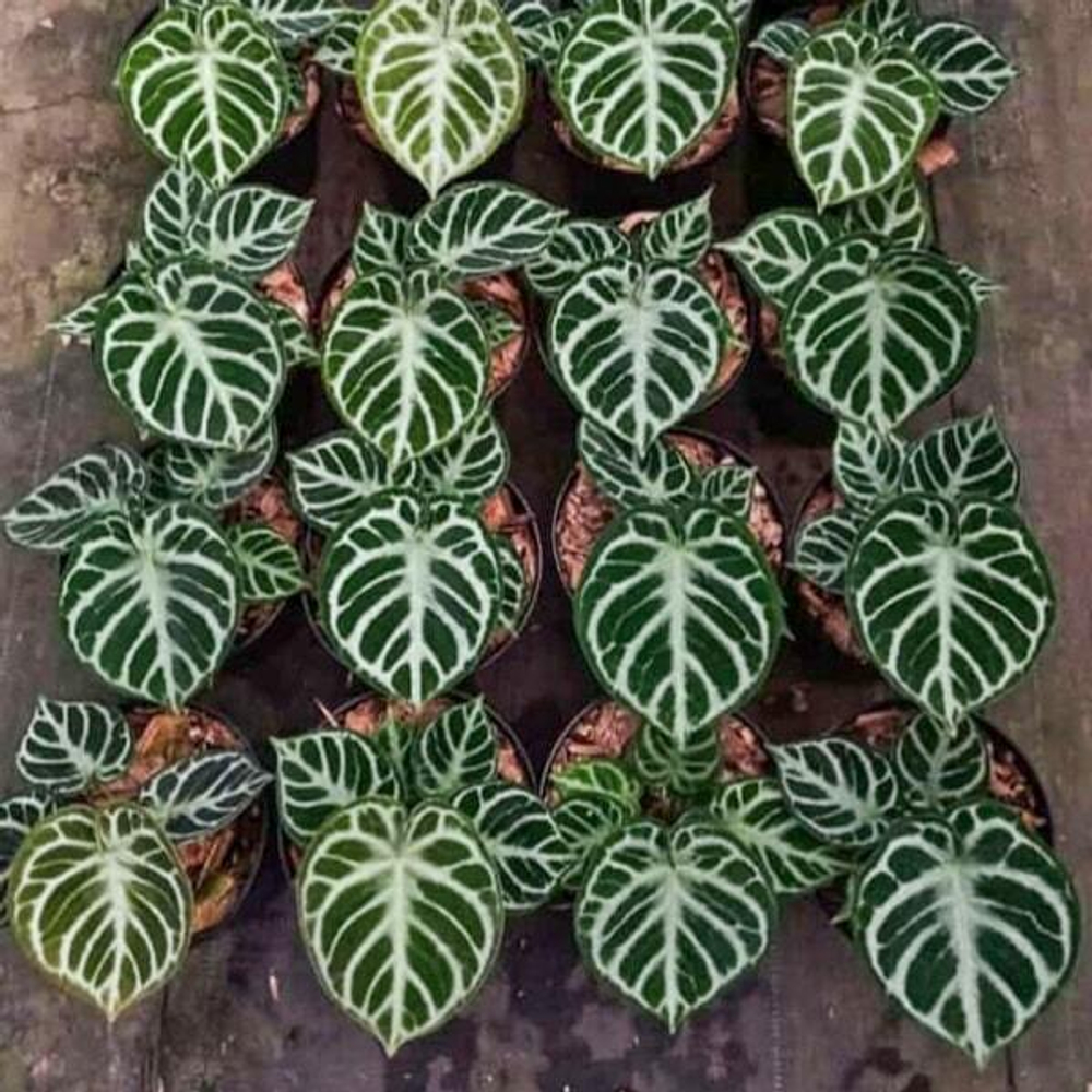 Антуриум DORAYAKI