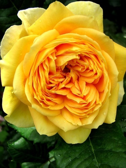 Сто Идей Сада