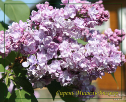 Сирень Мишель Бюхнер
