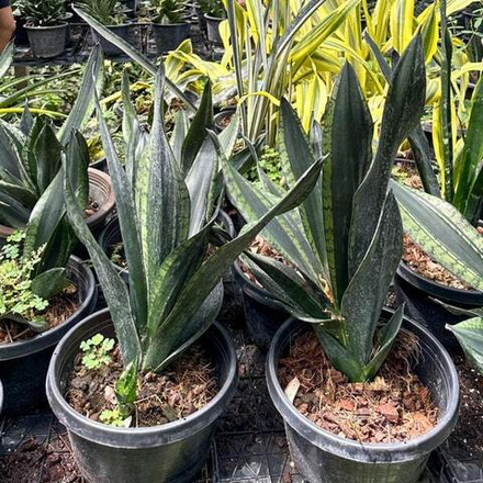 Сансевиерия WHITNEY / SILVER FRAME