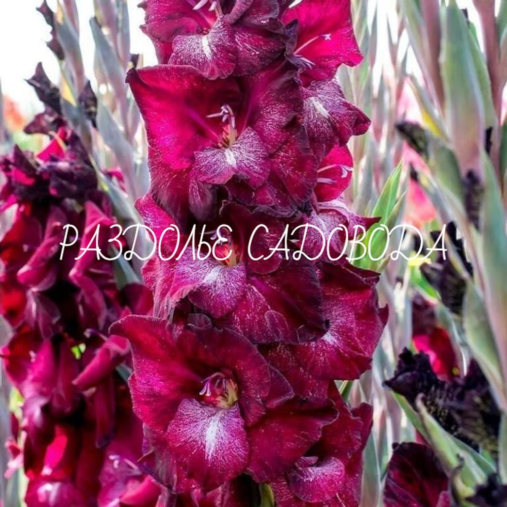 Гладиолус Шака Зулу 