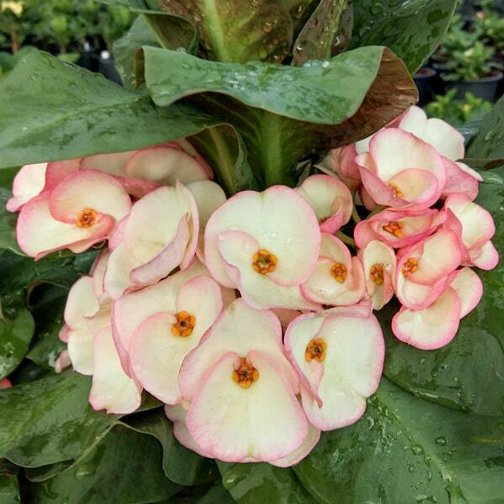 Эуфорбия Миля MILLIONAIRE RUBY