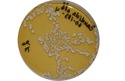 Агар Сабуро с 2% глюкозы и хлорамфениколом