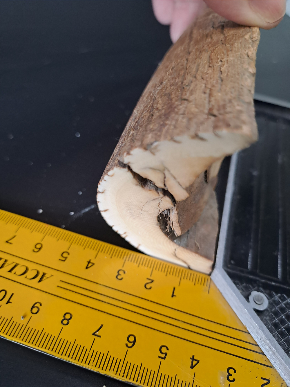 Бивень мамонта для коллекции и поделок