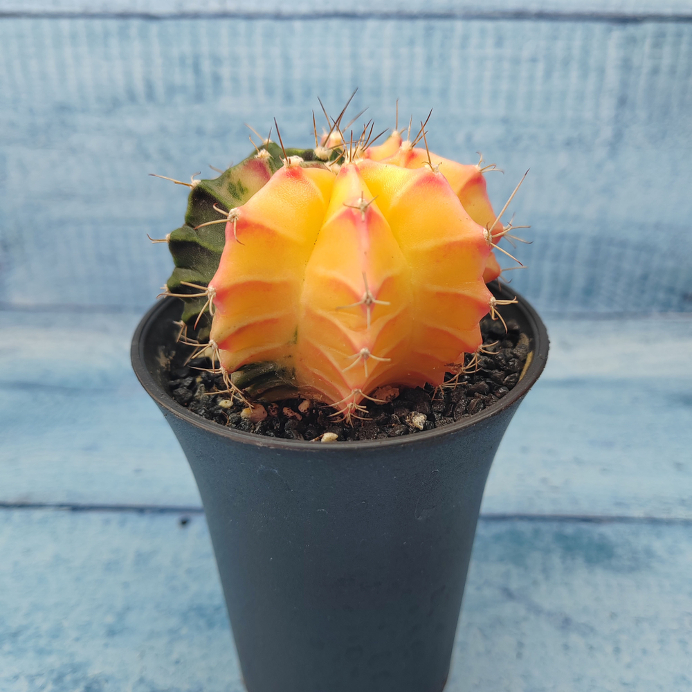 Gymnocalycium Variegata (Гимнокалициум Вариегатный)