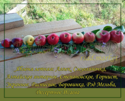 Яблоня Алтайское багряное