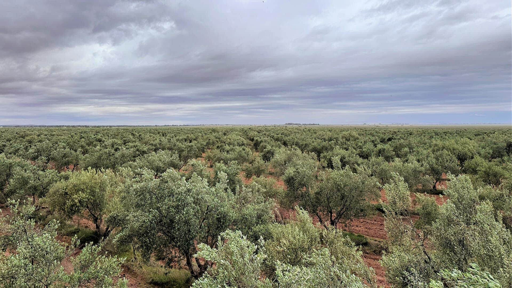 Оливковое масло OLIFO "2500 Yеars of Tradition Origins" Extra Virgin, нерафинированное, 0,5л, Тунис