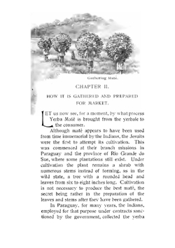 Yerba maté tea. The history of its early discovery in Paraguay | William Mill. [from old catalog] Butler
