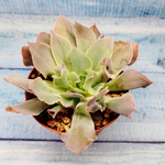 Echeveria Trumpet Pinky (Эхеверия)