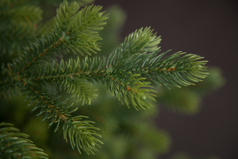 Ель Городская Black Box CL 215см зеленая литая