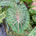 Колоказия LAVA LISA